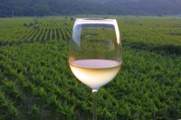 ZLATNA VRBNIČKA ŽLAHTINA 