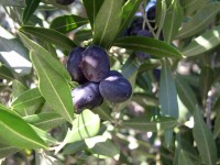 DANI MASLINA, PUNAT-OTOK KRK, 01.10.-31.11.2014.