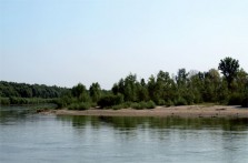 JELKUŠ, PITOMAČA