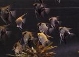 AQUARIUM PULA