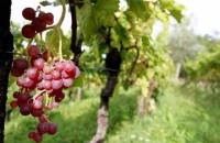 MALVAZIJA SAN SALVATORE - VINA BENVENUTI, MOTOVUN