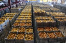 NERETVANSKE MANDARINE S  „GLOBAL GAP FRUIT“ CERTIFIKATOM